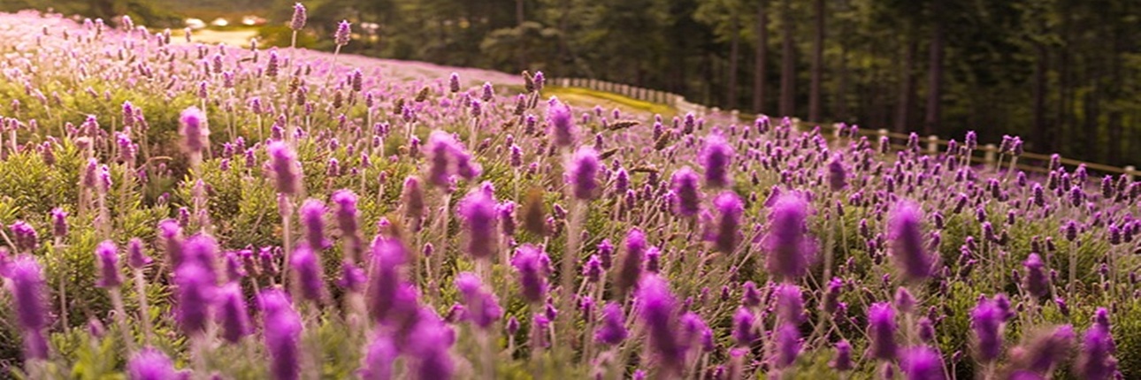 lavendel.havelbande.de